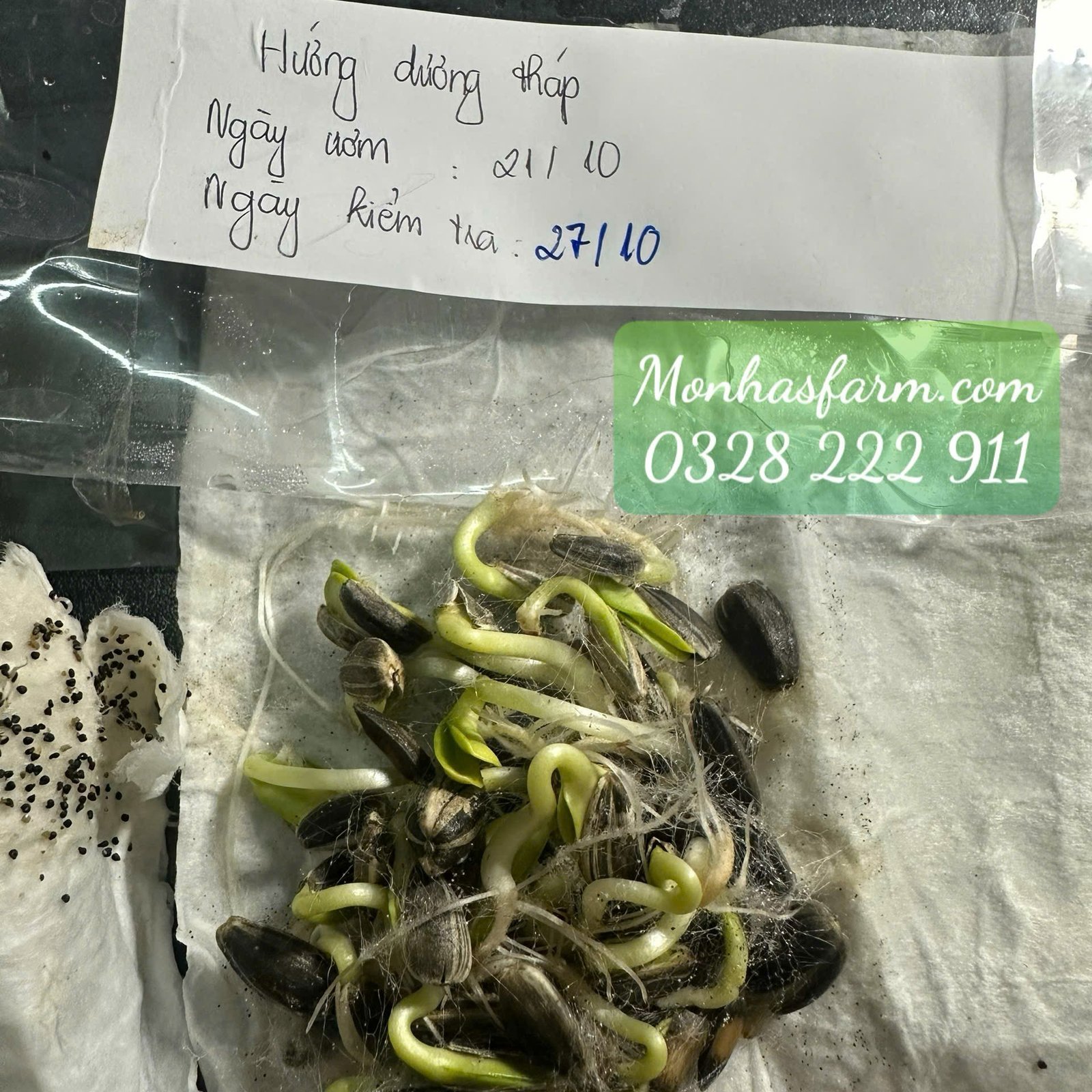 Set 1.000 Hạt Giống Hoa Dễ Trồng – Mix 15 Loại Rực Rỡ - Ảnh 20