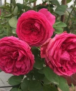 Hoa hồng Pas de Deux trồng sân vườn nở rộ