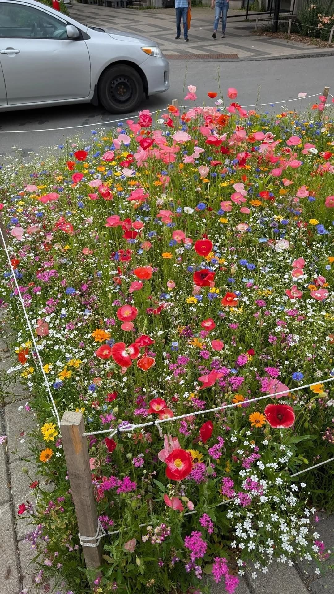 Set 1.000 Hạt Giống Hoa Dễ Trồng – Mix 15 Loại Rực Rỡ - Ảnh 8