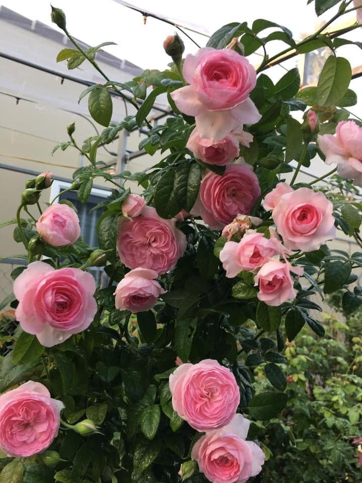 Hoa Hồng Mon Coeur Nhật Bản – Giống Hồng Hồng Kẹo Ngọt Siêu Sai Hoa - Ảnh 5