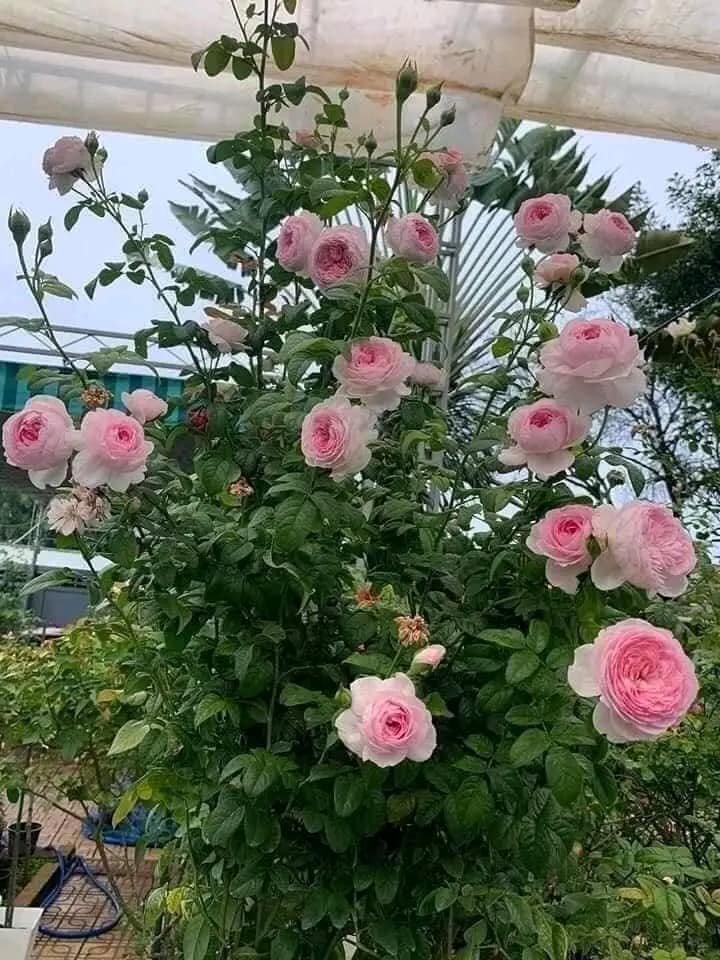 Hoa Hồng Mon Coeur Nhật Bản – Giống Hồng Hồng Kẹo Ngọt Siêu Sai Hoa - Ảnh 6