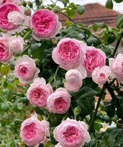 Hoa Hồng Mon Coeur Nhật Bản – Giống Hồng Hồng Kẹo Ngọt Siêu Sai Hoa