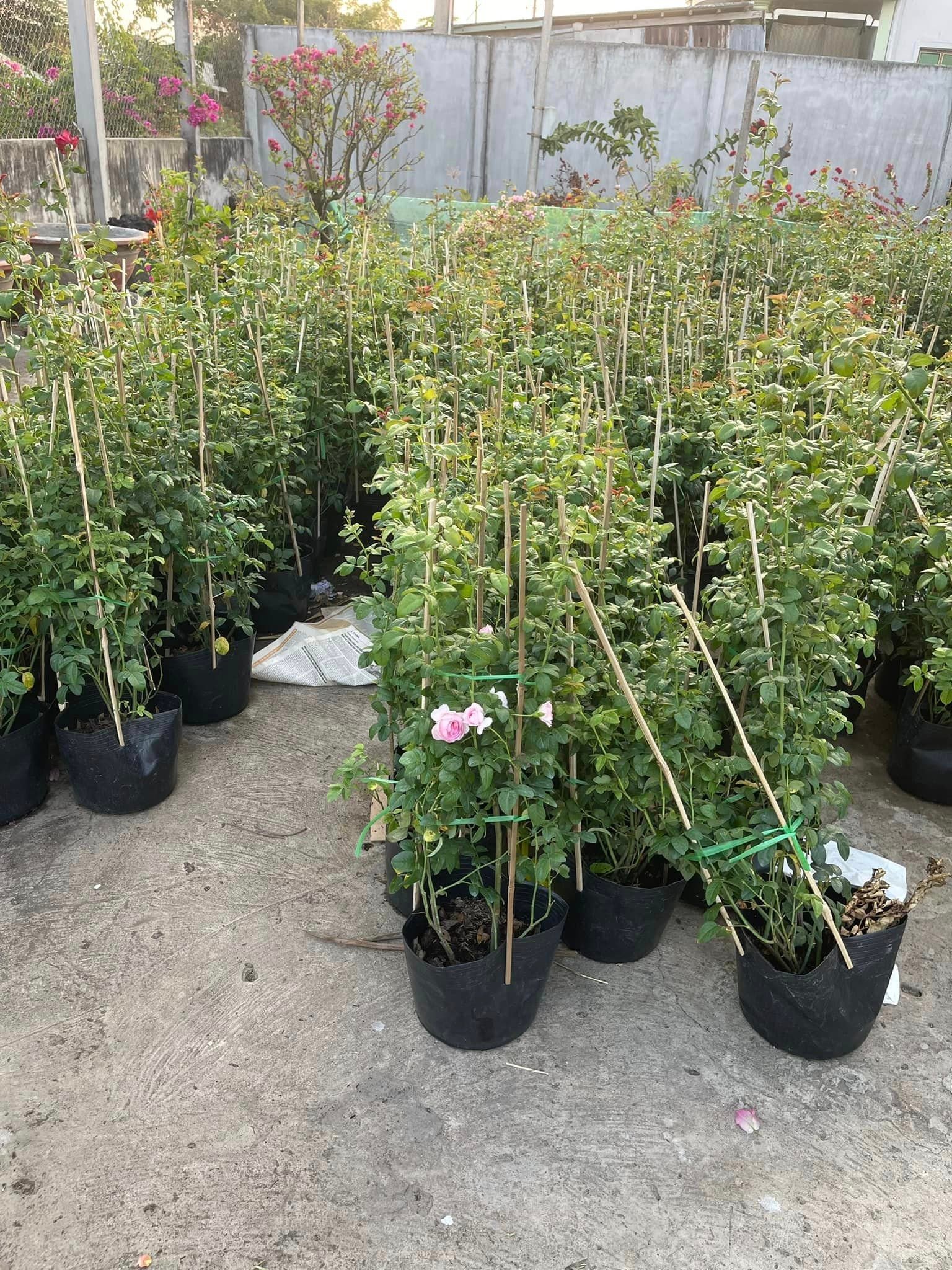 Combo Hồng Leo 5 Màu – Phủ Kín Tường Nhà Bằng Hoa – Cây Đang Nụ / Hoa Thật - Ảnh 9