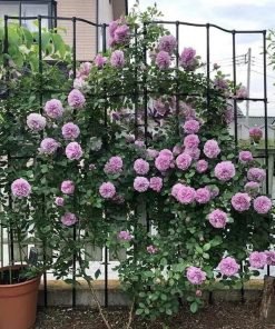 Combo Hồng Leo 5 Màu – Phủ Kín Tường Nhà Bằng Hoa – Cây Đang Nụ / Hoa Thật