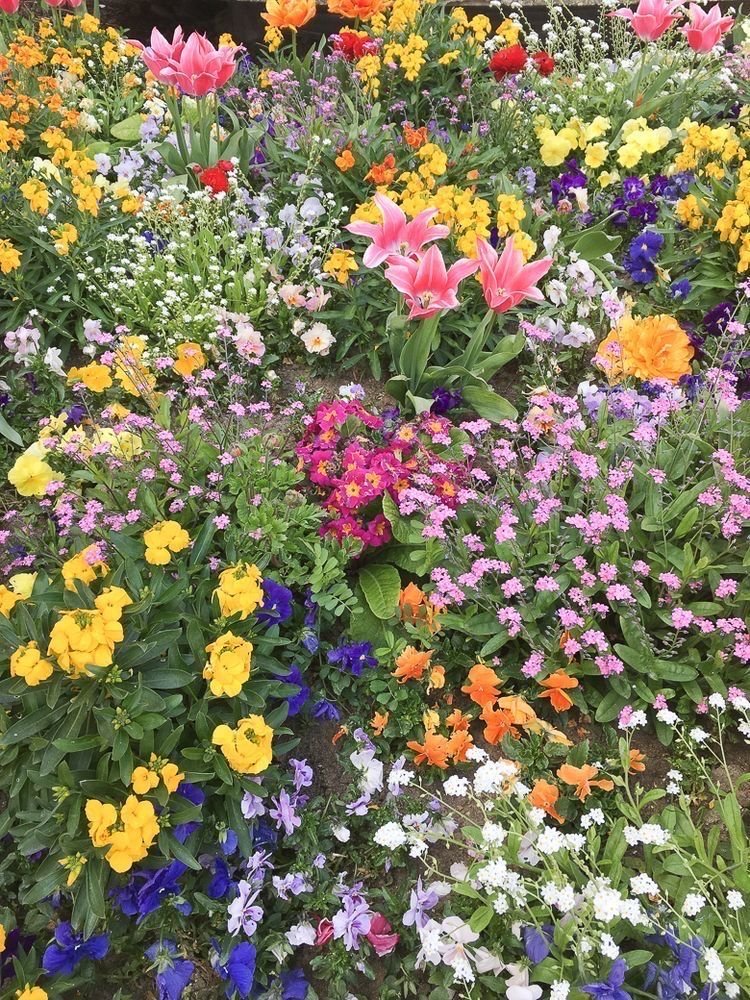 Set 1.000 Hạt Giống Hoa Dễ Trồng – Mix 15 Loại Rực Rỡ - Ảnh 5