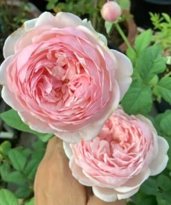 Hoa hồng St Ethelburga thực tế tại vườn, màu hồng nhạt tự nhiên.