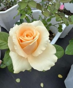 Bông hoa Peach Avalanche cánh kép nhiều lớp, form tròn chuẩn