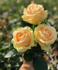 Hoa Hồng Peach Avalanche – giống hồng ngoại Hà Lan cao cấp