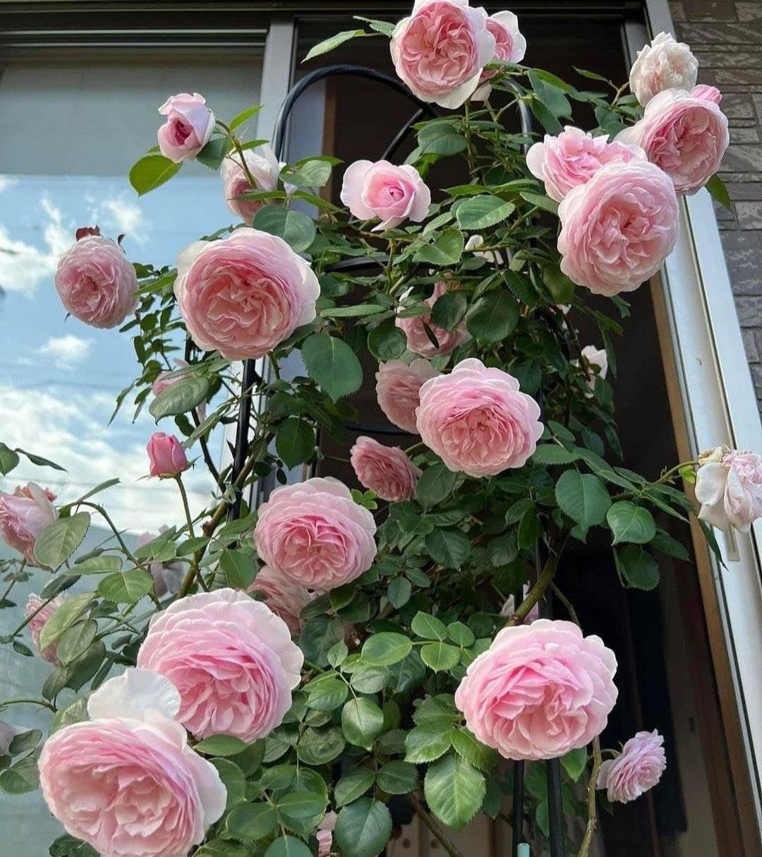 Bộ sưu tập ảnh hoa hồng Misaki nhiều góc chụp