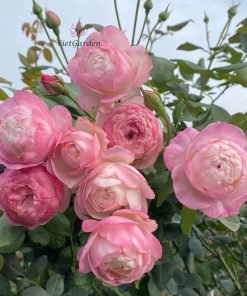 Bộ sưu tập ảnh hoa hồng Strawberry Macaron nhiều góc độ