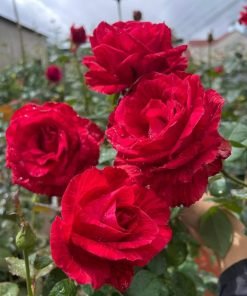 Cây hoa hồng Red Intuition Rose – hồng Pháp cao cấp, ra hoa quanh năm