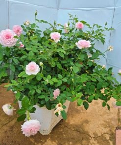 Cây hoa hồng Misaki trồng chậu tán đẹp, nhiều mầm