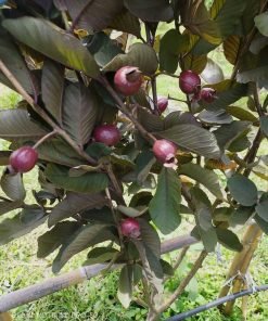 Cây Ổi Tím Malaysia trồng cảnh sân vườn