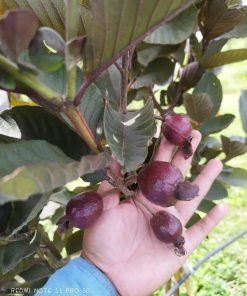 Cận cảnh lá và thân tím cây Ổi Tím Malaysia