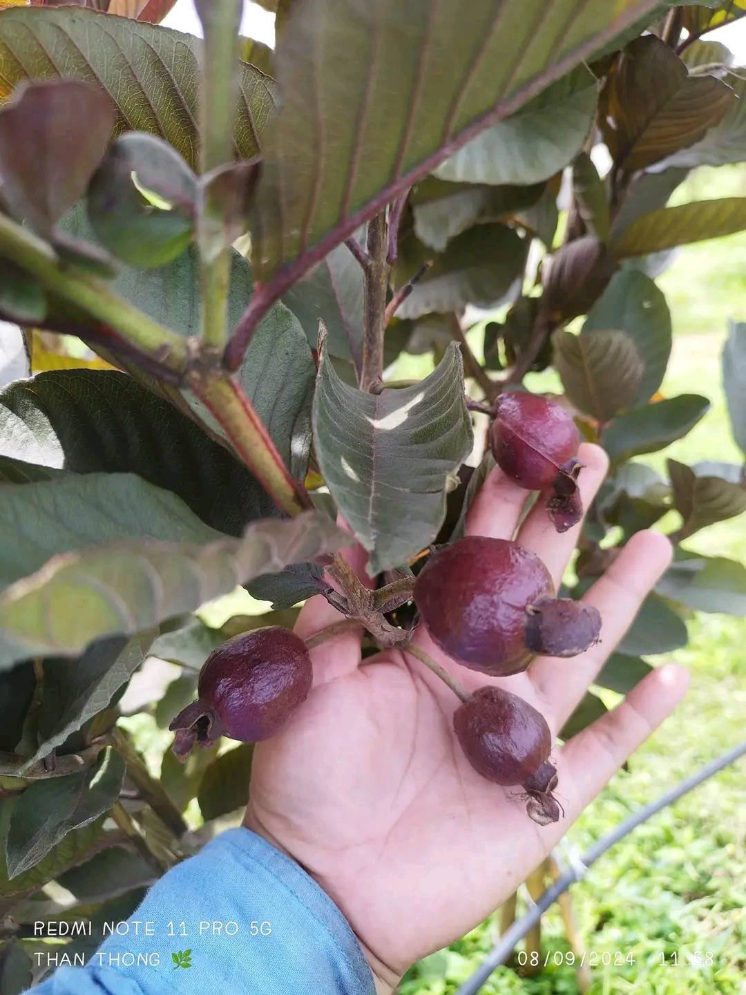 Cận cảnh lá và thân tím cây Ổi Tím Malaysia