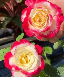 Lá cây Double Delight xanh đậm, bóng khỏe, ít sâu bệnh