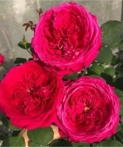 Cây hồng Pas de Deux khỏe mạnh, ít sâu bệnh, dễ trồng