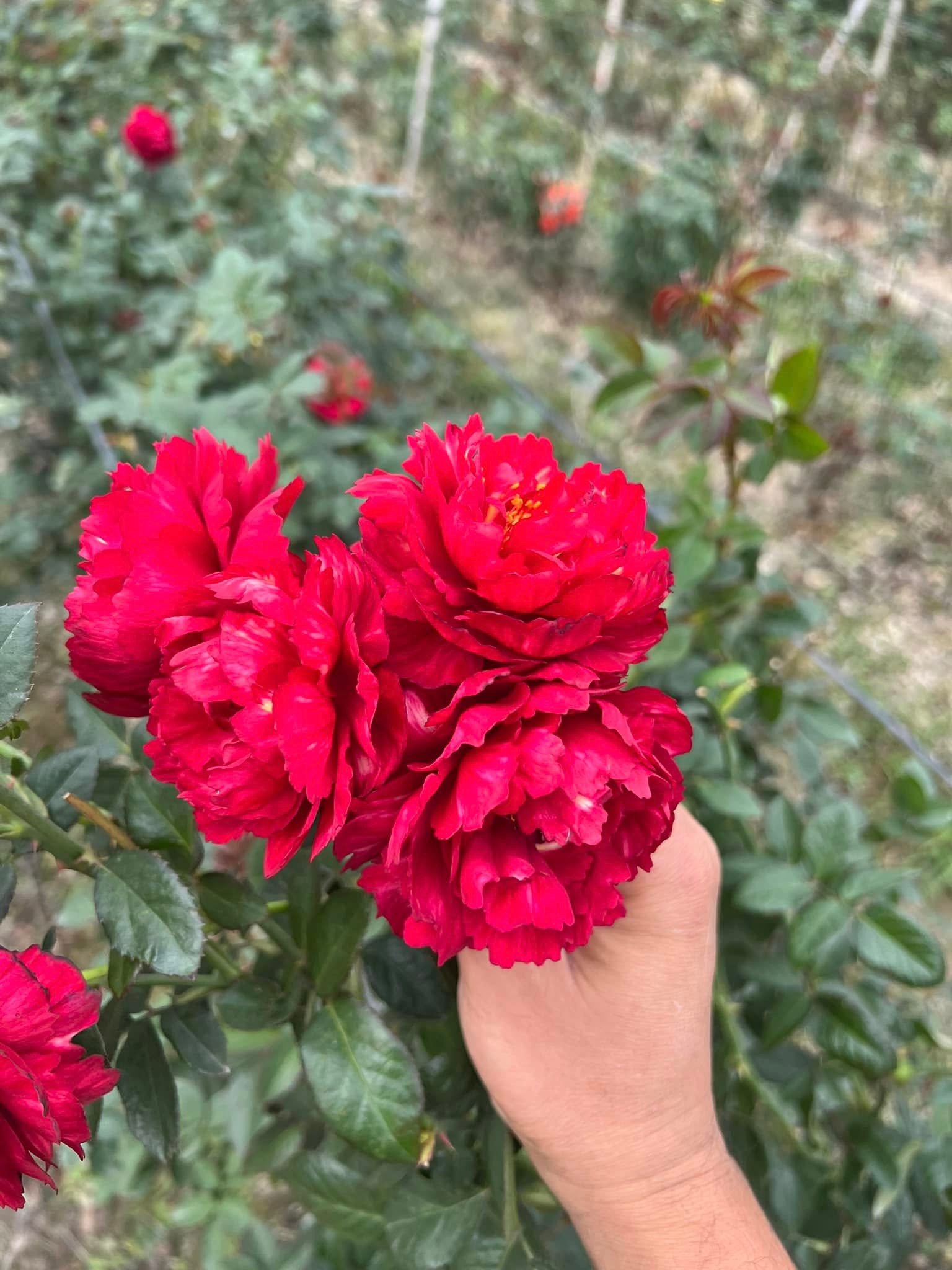 Cây hoa hồng Ligare 230 khỏe mạnh, nhiều nụ