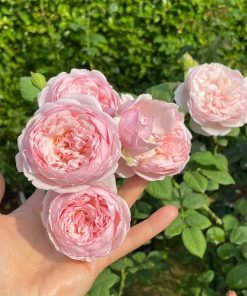 Cây hoa hồng St Ethelburga giống chuẩn tại MonHasFarm.