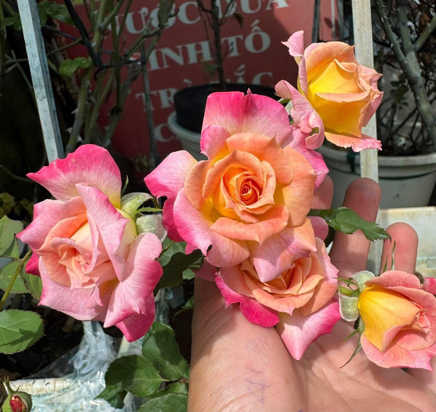 Hoa Hồng Chaleur (Chaleur Rose) – Sắc Cam Ánh San Hô Ấm Áp, Form Cúp Dày Dặn, Hoa Bền & Siêng Nở - Ảnh 3
