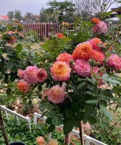 Cây hoa hồng Chaleur trồng chậu tán đẹp nhiều mầm