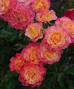 Bông hoa hồng Chaleur lên màu cam san hô đẹp dưới nắng