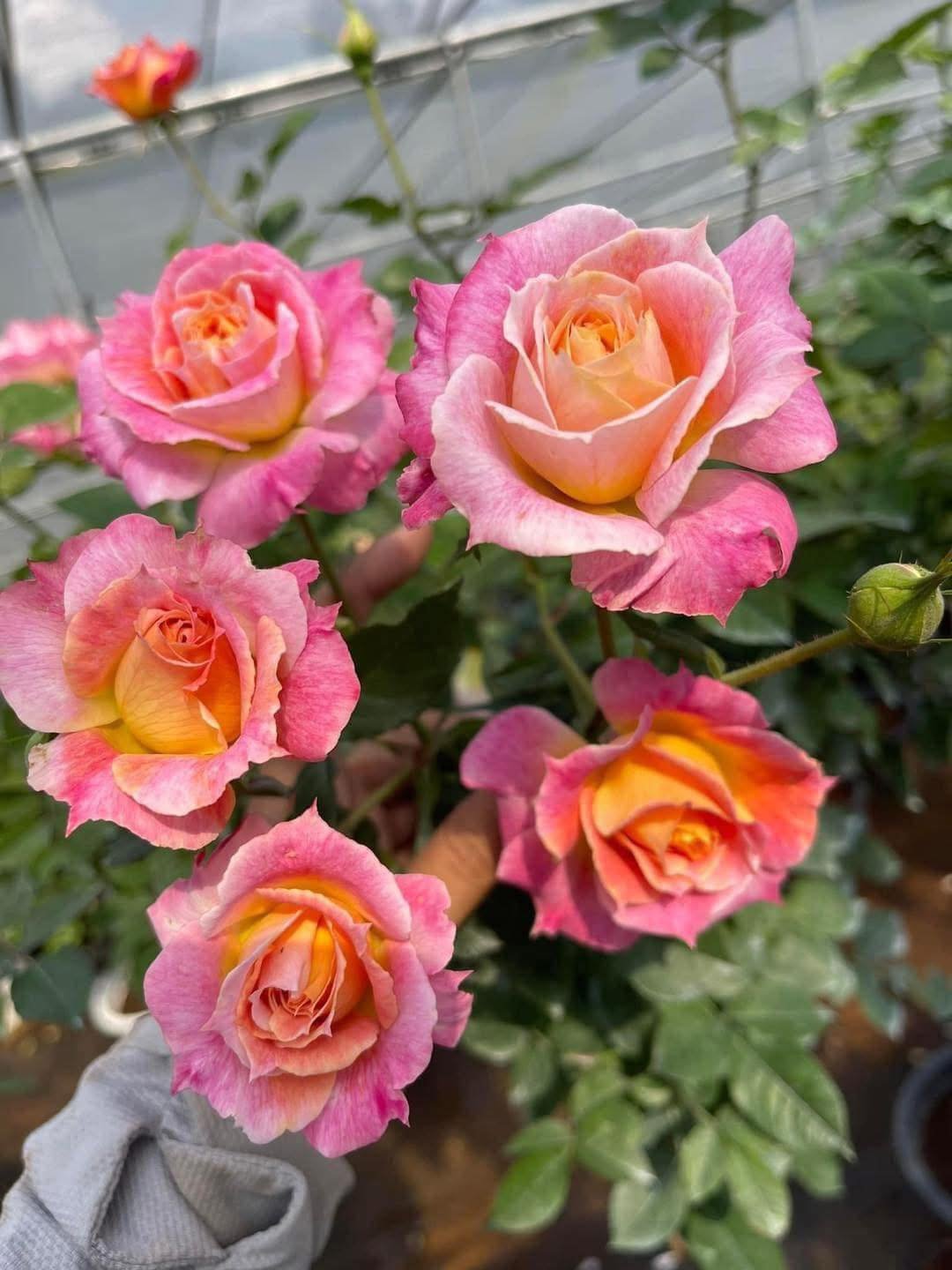 Lá cây Chaleur xanh bóng, khỏe mạnh, ít sâu bệnh