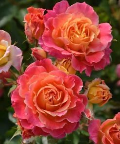 Hoa hồng Chaleur nở chùm sai 3–7 bông