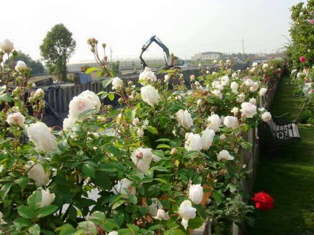 Hoa hồng Ngọc Lung Linh dưới nắng, màu pastel sáng trong