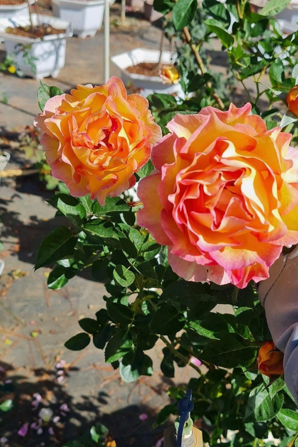 La Parisienne Rose – biểu tượng của vẻ đẹp thanh lịch, tươi sáng và quyến rũ kiểu Pháp