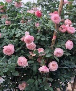 Cây hoa hồng Strawberry Macaron trồng chậu tán tròn đẹp