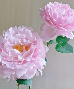 Cây hồng Sophia Rochas đang nụ và nở hoa