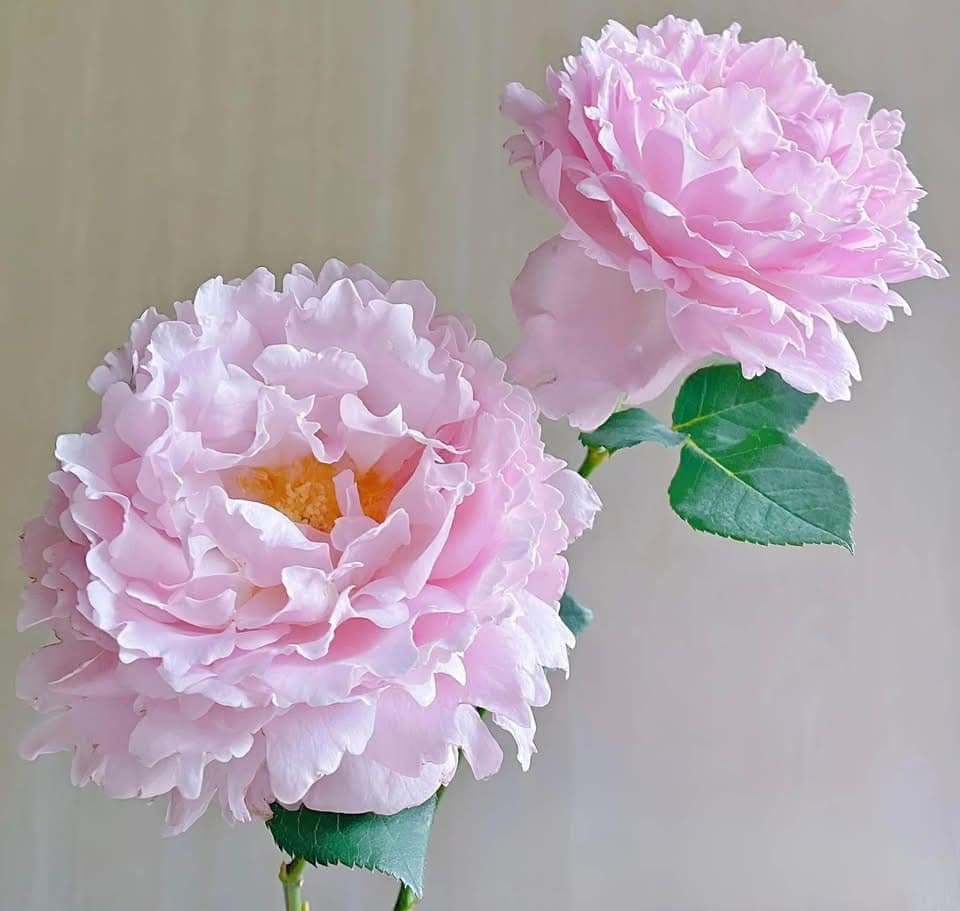 Cây hồng Sophia Rochas đang nụ và nở hoa