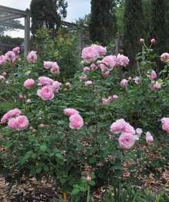 Hoa hồng St Ethelburga sai hoa, nụ chùm, lặp nhanh.