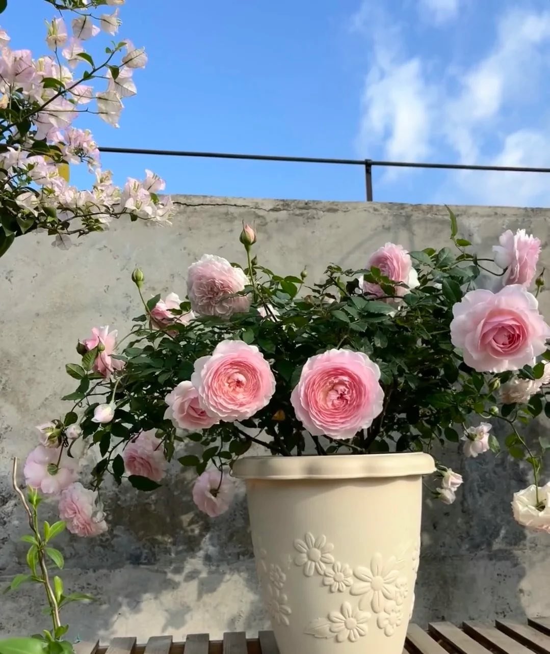 Lá cây Misaki xanh đậm, bóng khỏe, ít sâu bệnh