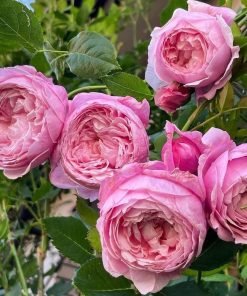 St Ethelburga Rose hương thơm mạnh, bông hồng nhạt đẹp.