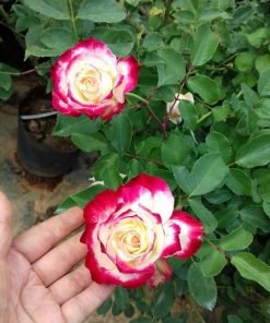 Hoa hồng Double Delight dưới nắng chuyển đỏ mạnh ở viền cánh