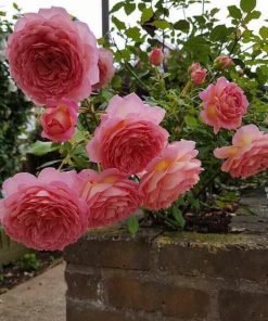 Bộ sưu tập hoa hồng Jubilee Celebration nhiều góc độ