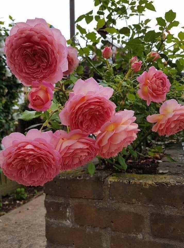 Bộ sưu tập hoa hồng Jubilee Celebration nhiều góc độ