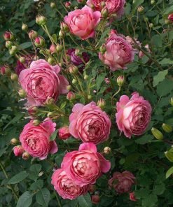 Cây hoa hồng Jubilee Celebration trồng chậu tán đẹp