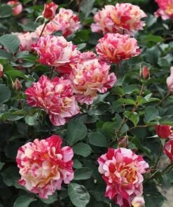 Hoa hồng sọc đỏ trắng Maurice Utrillo – hương thơm trái cây nhẹ, form hoa nghệ thuật độc lạ