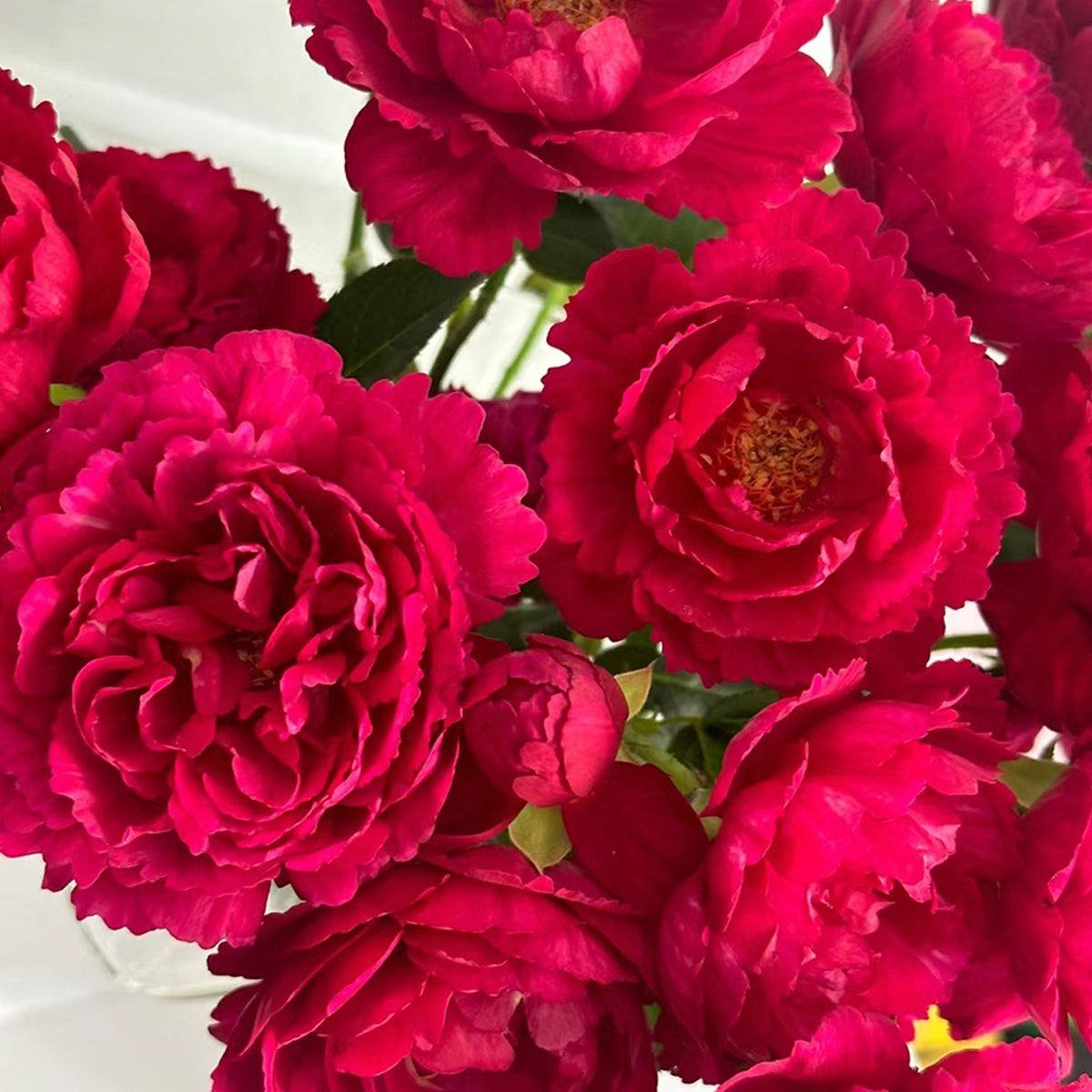 Hoa hồng Ligare 230 ra hoa quanh năm