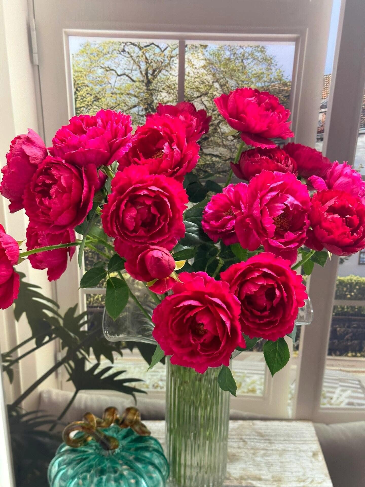 Hoa hồng Ligare 230 đỏ-hồng cánh nhiều lớp