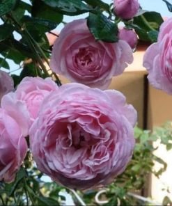 Cây hồng St Ethelburga dạng bụi khỏe, phát triển mạnh, lá xanh dày.