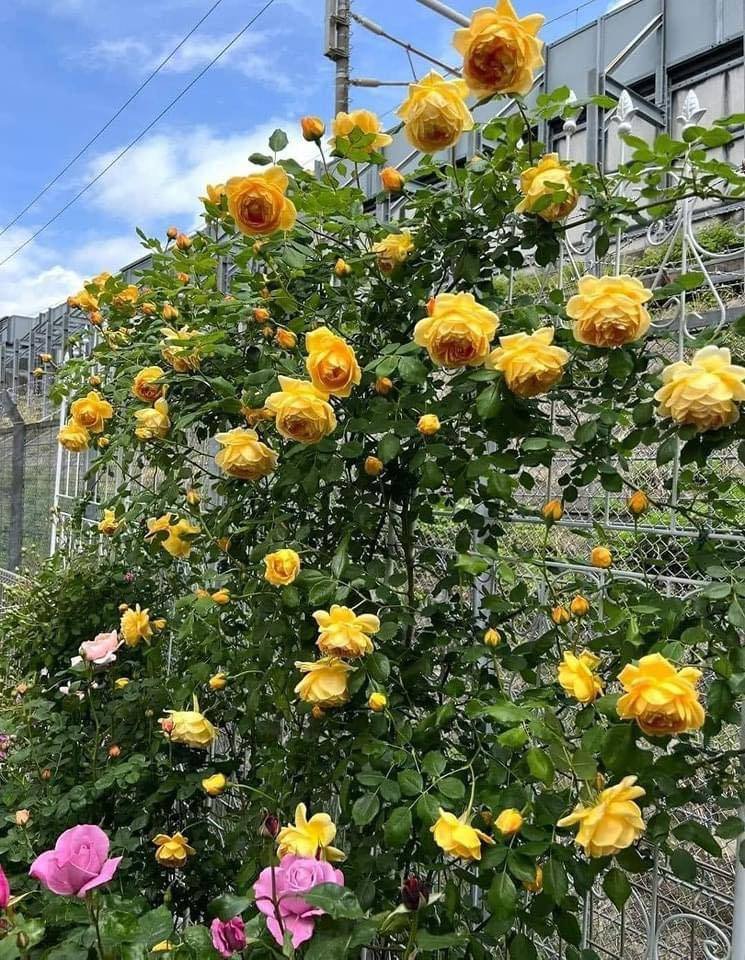 Combo Hồng Leo 5 Màu – Phủ Kín Tường Nhà Bằng Hoa – Cây Đang Nụ / Hoa Thật - Ảnh 2