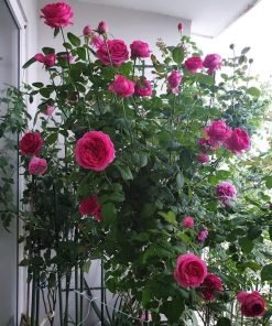 Hoa hồng Pas de Deux màu đỏ rượu vang ánh tím trầm