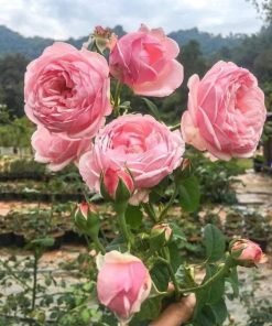 Hoa hồng St Ethelburga form chén sâu, nhiều cánh xếp lớp.