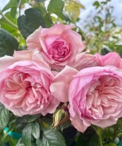 Hoa Hồng St Ethelburga bông to 8–10cm, hồng nhạt đẹp mắt.