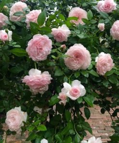 Form hoa Misaki xoáy tròn đều, nhiều lớp cánh mềm mại