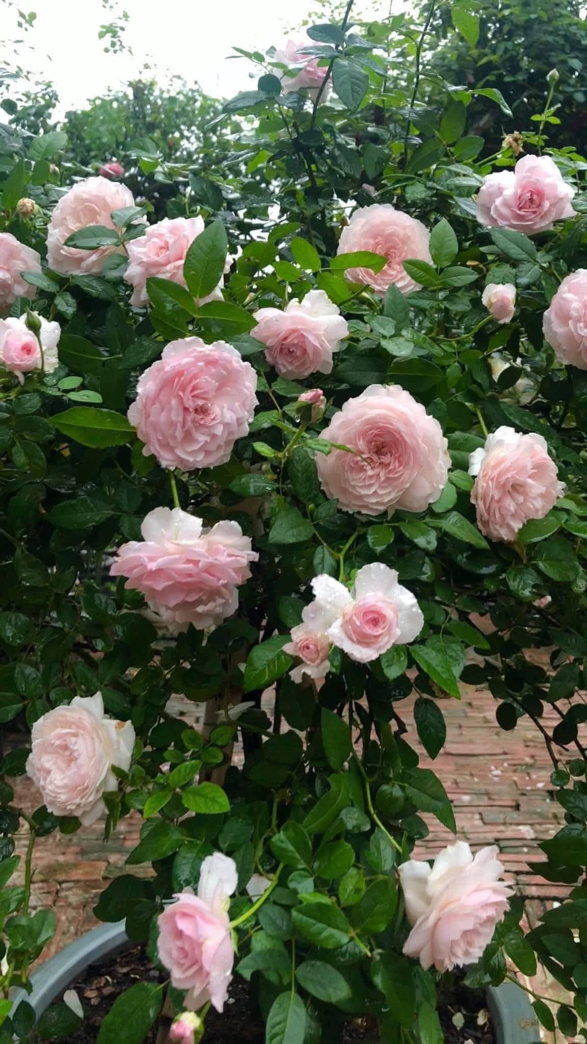 Form hoa Misaki xoáy tròn đều, nhiều lớp cánh mềm mại